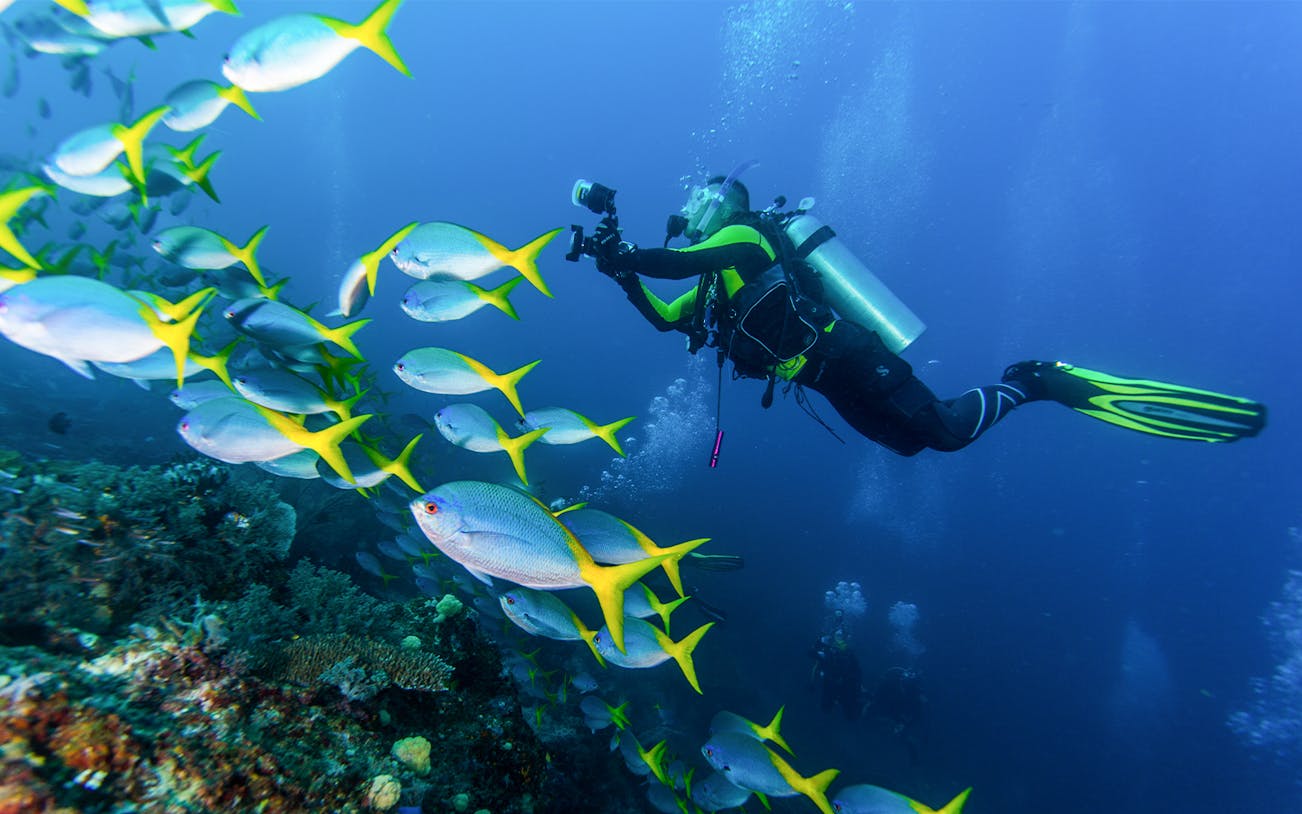 Scuba diver photographing a school of yellowtail fish underwater.
