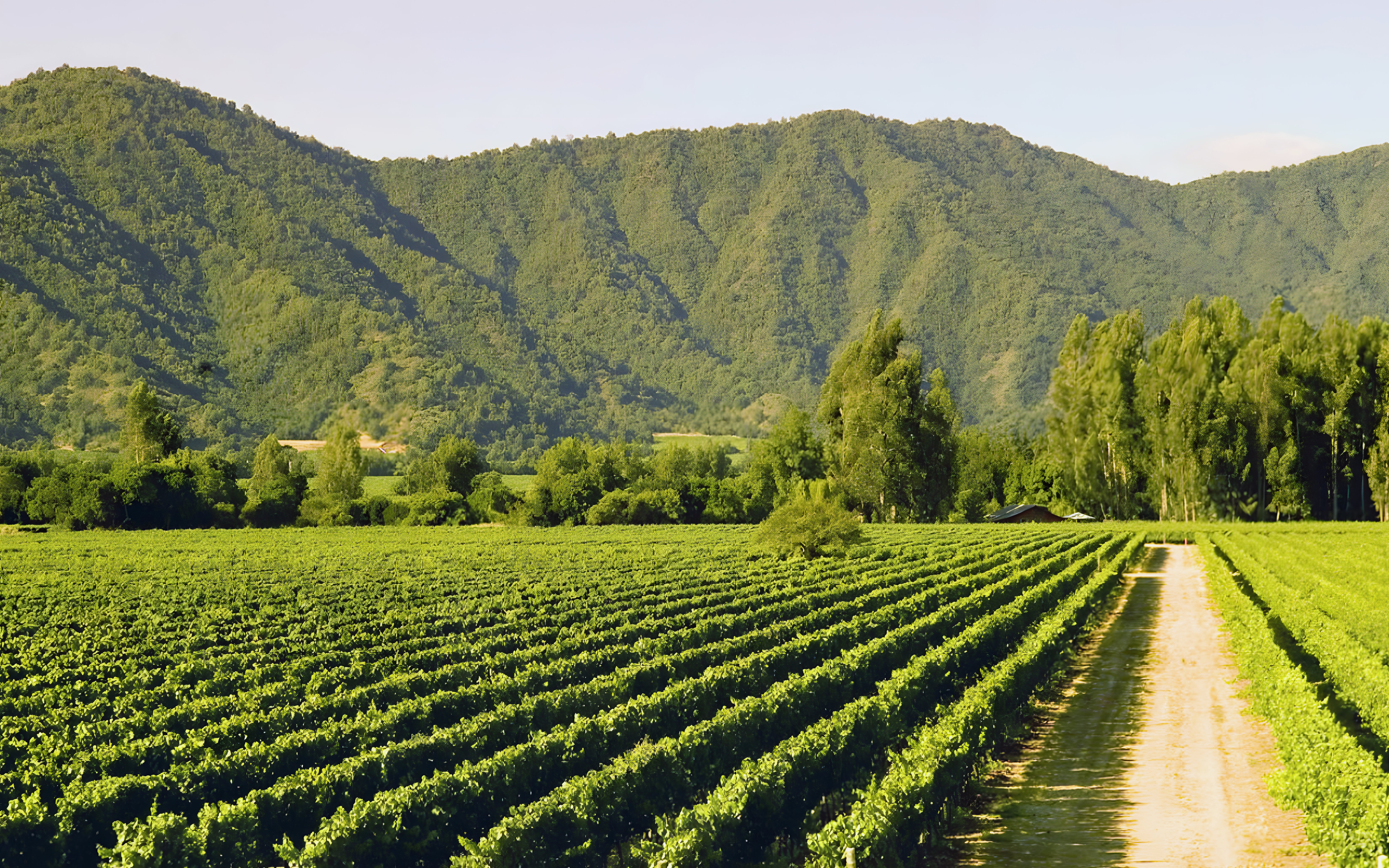 Vineyard with rows of grapevines and mountains in Chile.