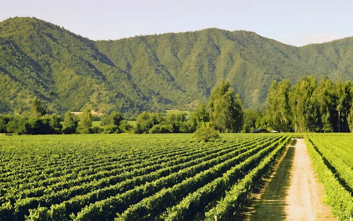 Vineyard with rows of grapevines and mountains in Chile.