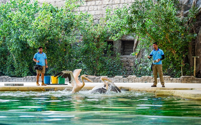 Handlers feeding pelicans at a pond in Dubai Safari Park.