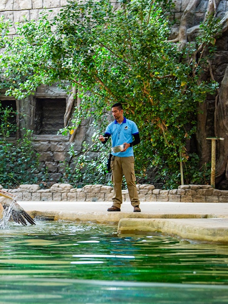 Handlers feeding pelicans at a pond in Dubai Safari Park.