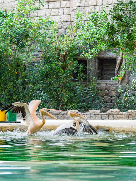 Handlers feeding pelicans at a pond in Dubai Safari Park.