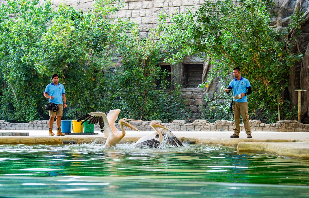 تذاكر دبي سفاري بارك