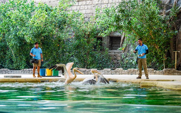 Handlers feeding pelicans at a pond in Dubai Safari Park.