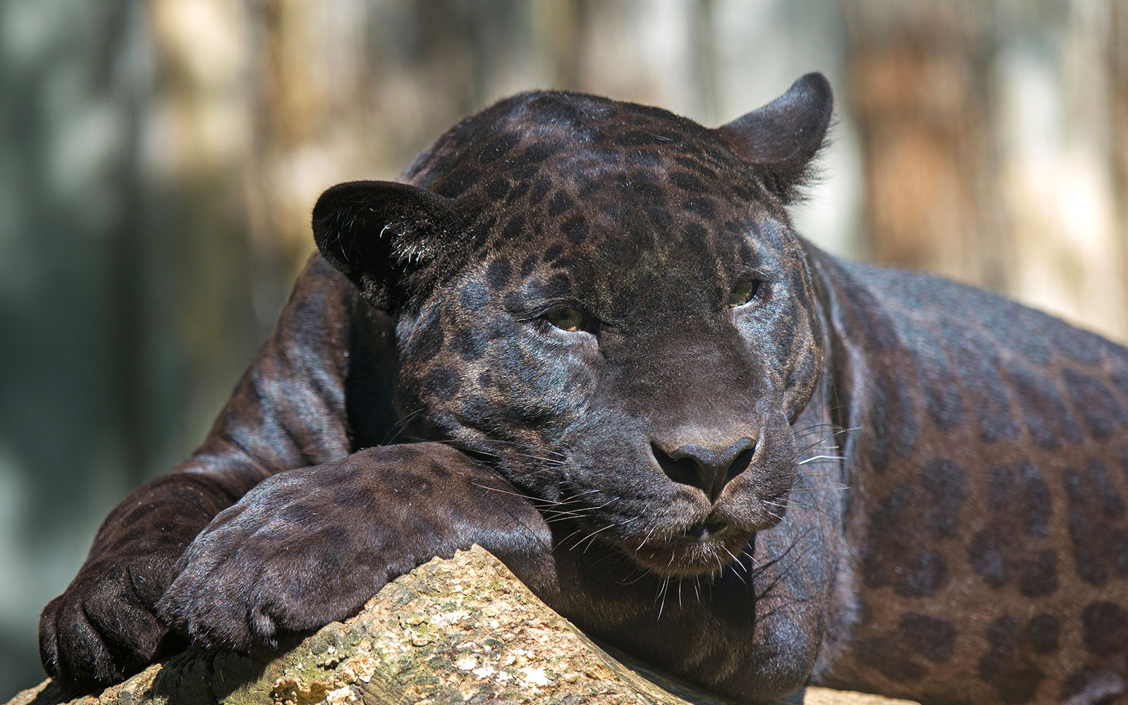 Black jaguar resting on a rock at Out of Africa Wildlife Park.