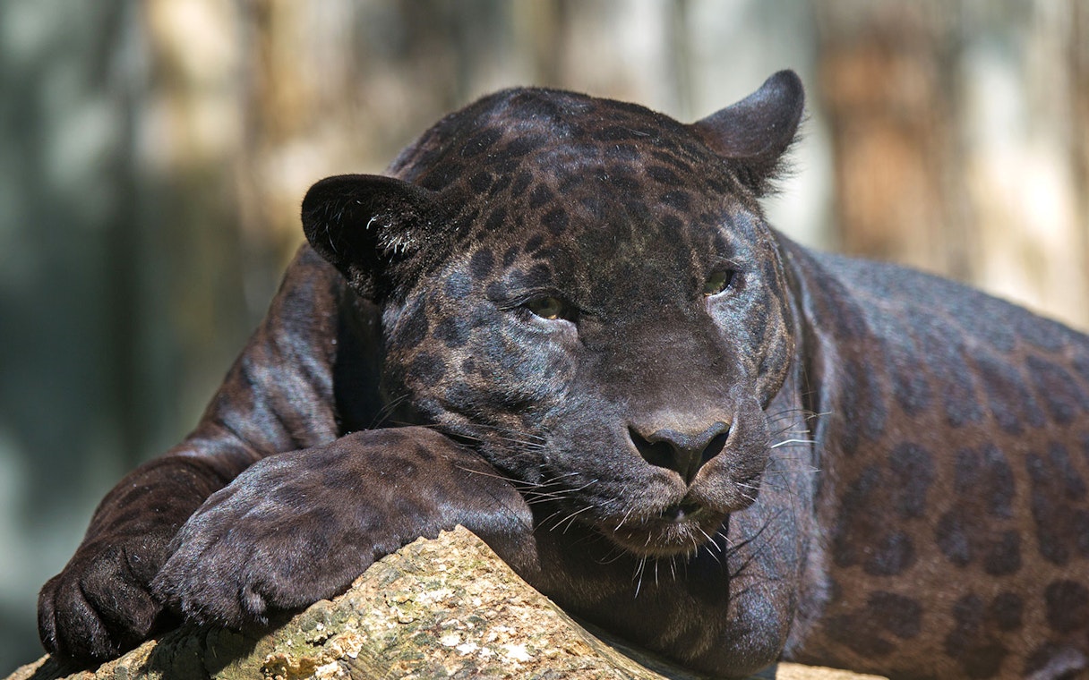 Black jaguar resting on a rock at Out of Africa Wildlife Park.
