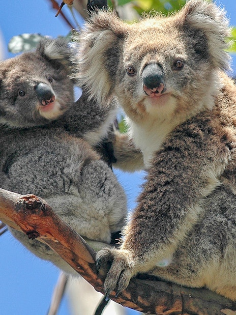 Koalas sitting on a tree branch in Australia.