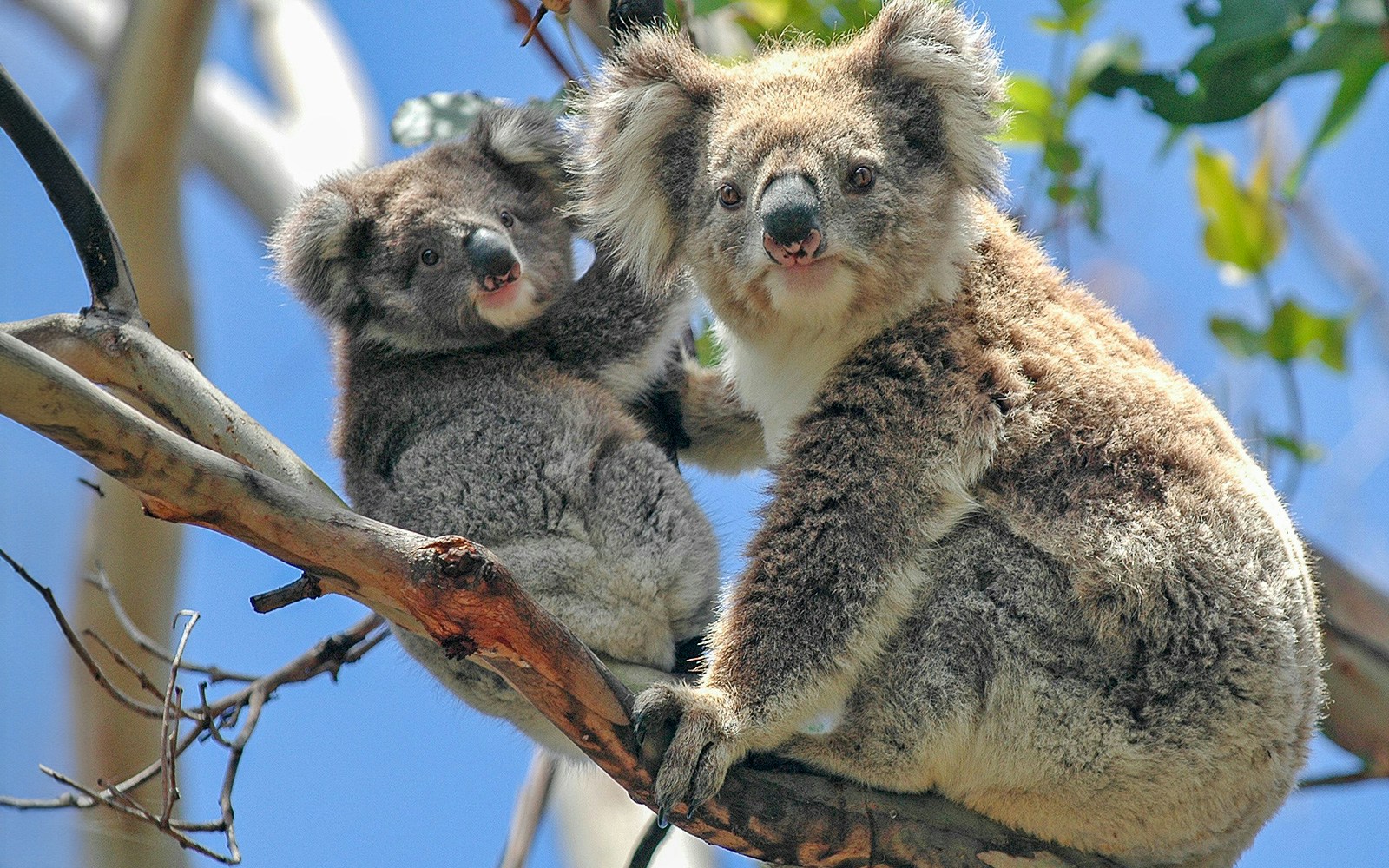 Koalas sitting on a tree branch in Australia.