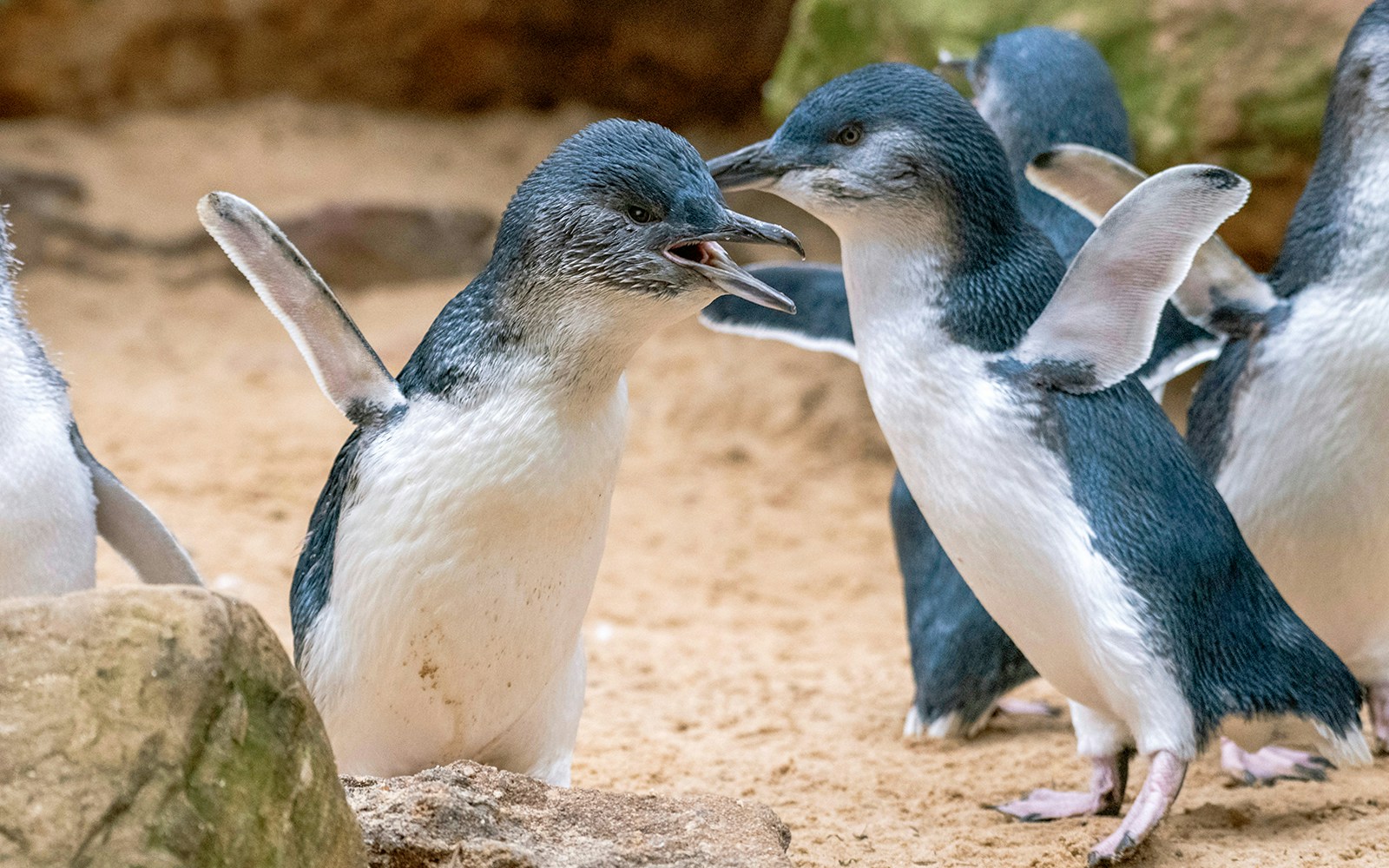 Blue penguins at Bronx Zoo