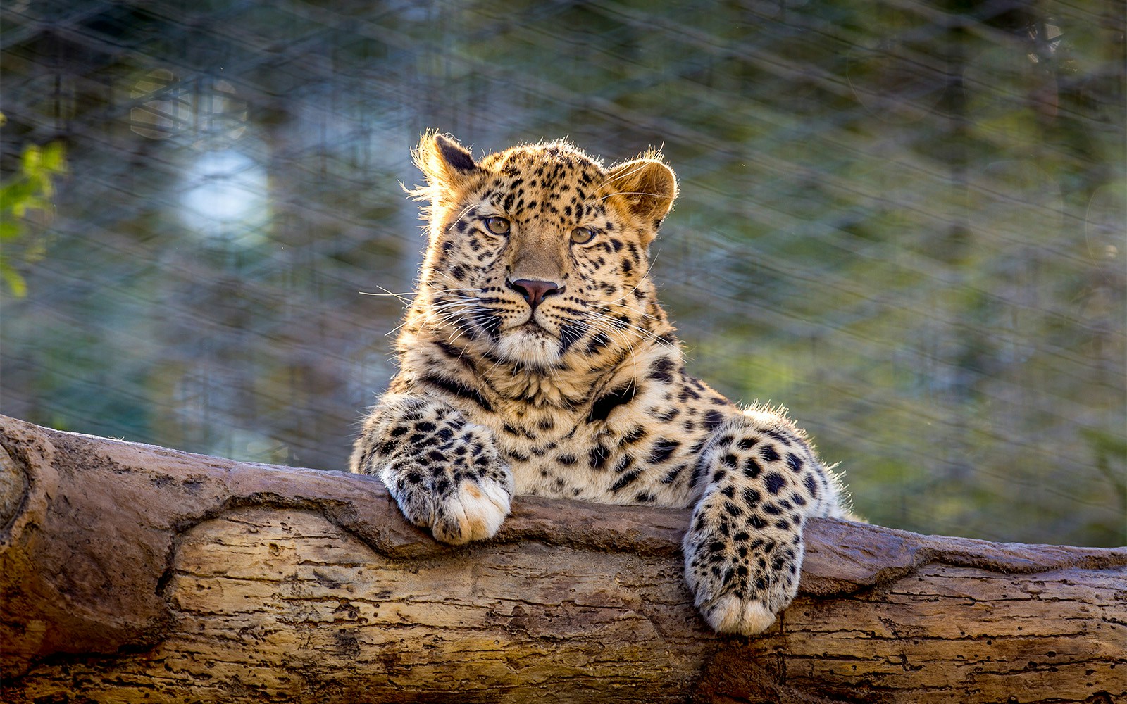 Leopard resting on a log at San Diego Zoo.
