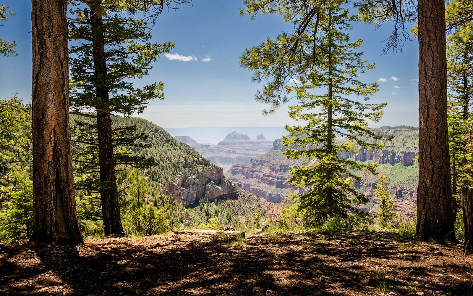 Hikers on the trail to Widforss Point, Grand Canyon, surrounded by pine trees and canyon views.