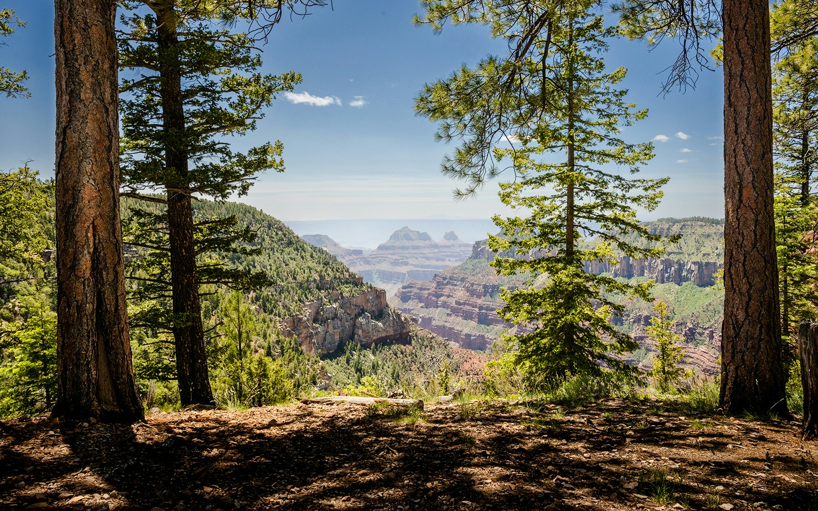 Grand Canyon view through trees on the trail to Widforss Point.