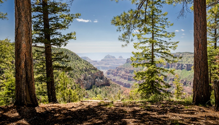 Hikers on the trail to Widforss Point, Grand Canyon, surrounded by pine trees and canyon views.