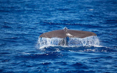 Whale tail emerging from ocean during guided half-day whale watching tour.