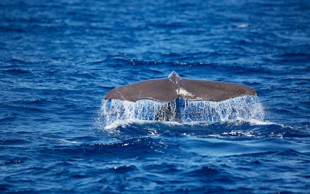 Whale tail emerging from ocean during guided half-day whale watching tour.