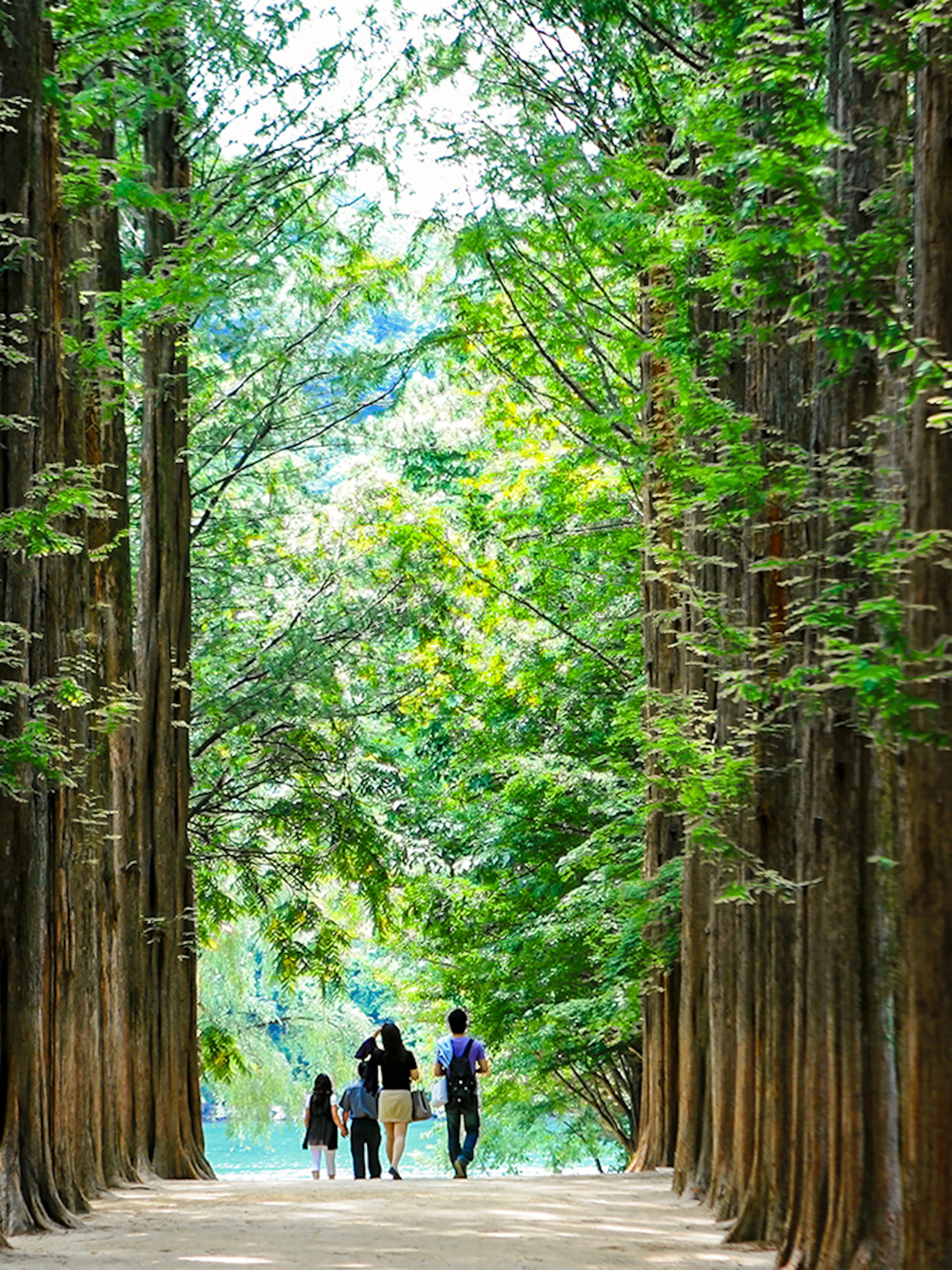 Visitors walking along Metasequoia tree-lined path on Nami Island, South Korea.