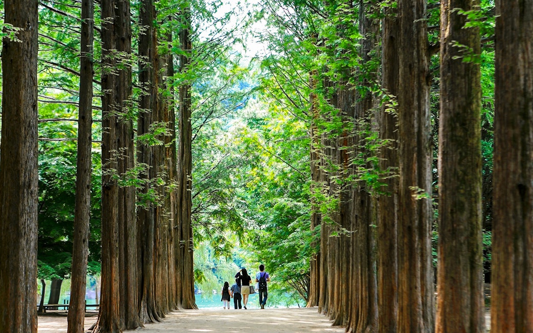 Visitors walking along Metasequoia tree-lined path on Nami Island, South Korea.