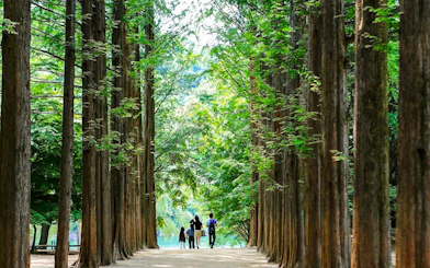 Visitors walking along Metasequoia tree-lined path on Nami Island, South Korea.