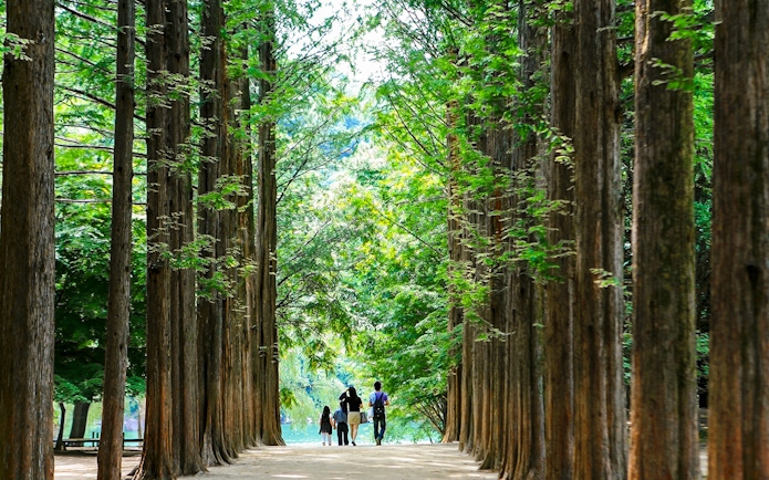 Visitors walking along Metasequoia tree-lined path on Nami Island, South Korea.