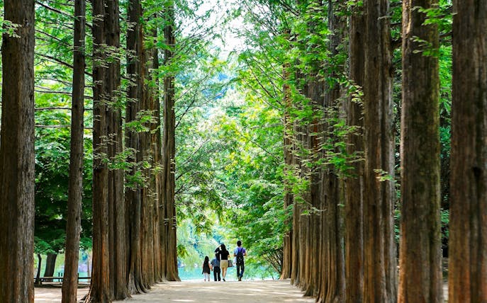 Visitors walking along Metasequoia tree-lined path on Nami Island, South Korea.