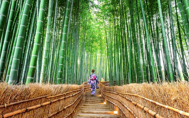 Person walking through Arashiyama Bamboo Grove in Kyoto during a full-day bus tour from Osaka.