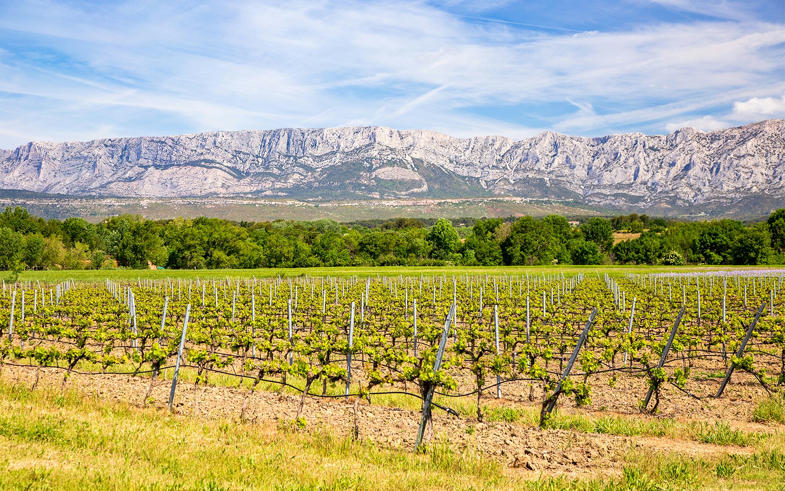 Wine Tours in Provence
