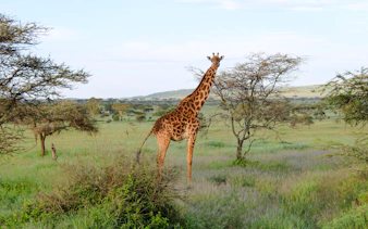 da arusha: safari “big five” in campeggio nel serengeti e nel cratere di ngorongoro, con partecipazione di gruppo-7