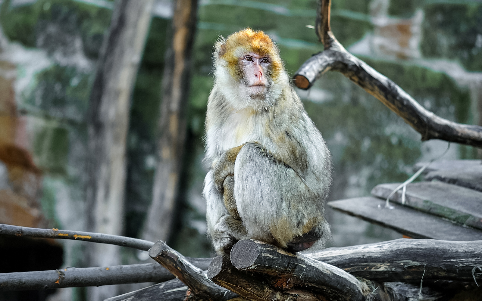 Barbary macaque sitting on a branch at Schonbrunn Zoo.
