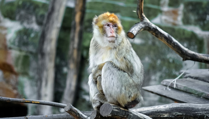 Barbary macaque sitting on a branch at Schonbrunn Zoo.