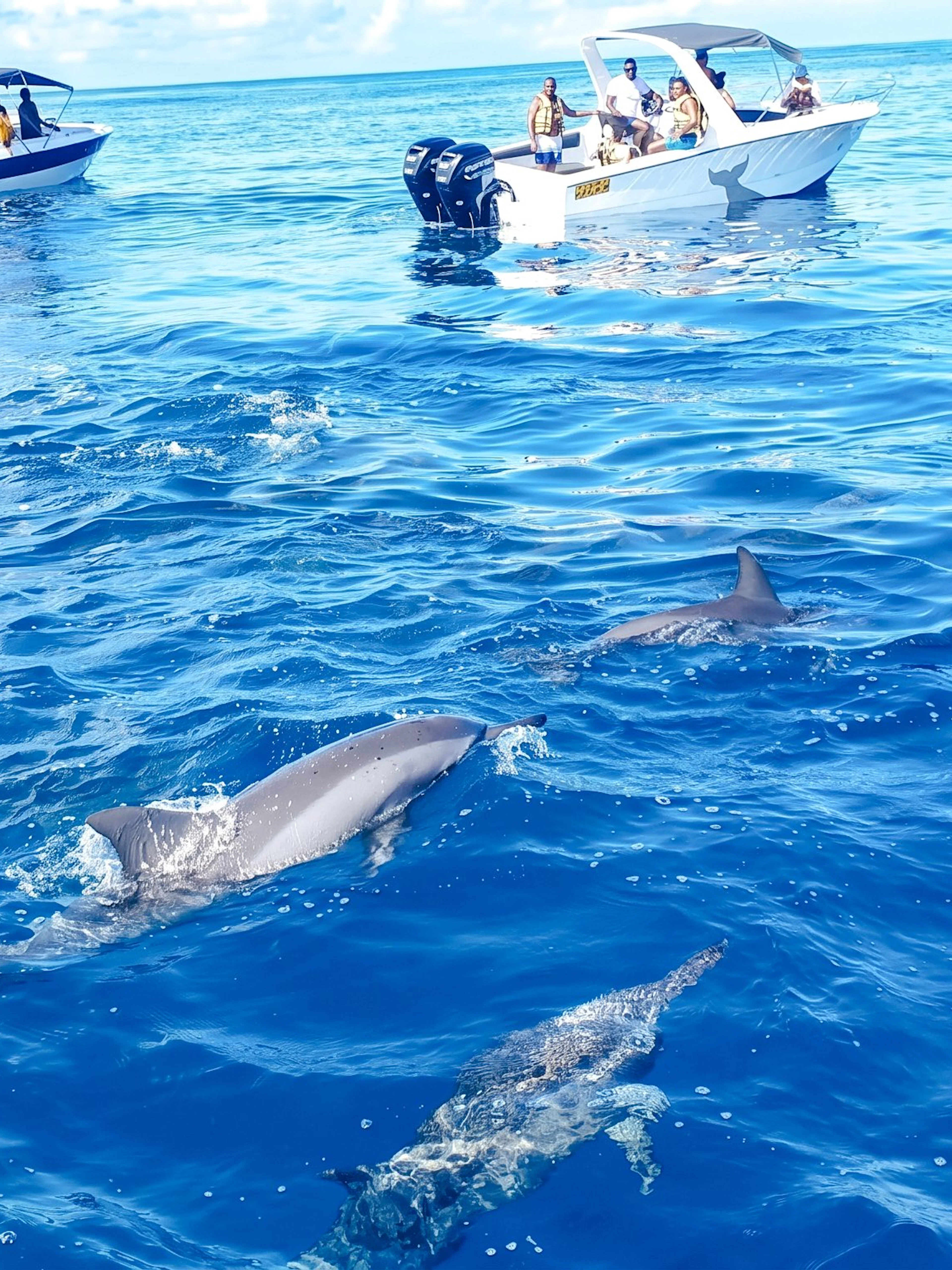 Dolphins swimming near tourists in boats at Le Morne, Mauritius.