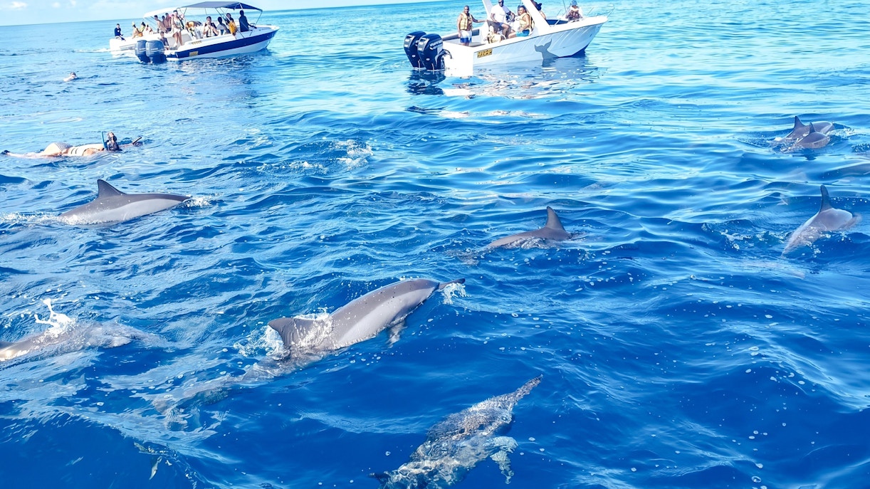 Dolphins swimming near tourists in boats at Le Morne, Mauritius.