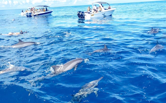 Dolphins swimming near tourists in boats at Le Morne, Mauritius.