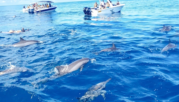Dolphins swimming near tourists in boats at Le Morne, Mauritius.