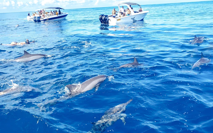 Dolphins swimming near tourists in boats at Le Morne, Mauritius.