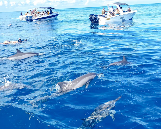 Boat tour to Ile aux Benitiers with Dolphin sightings & BBQ lunch