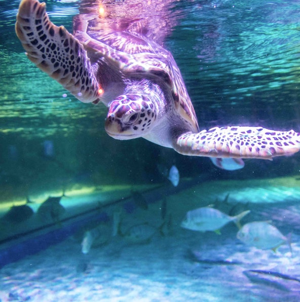 Watch exotic wildlife at Safari World Bangkok