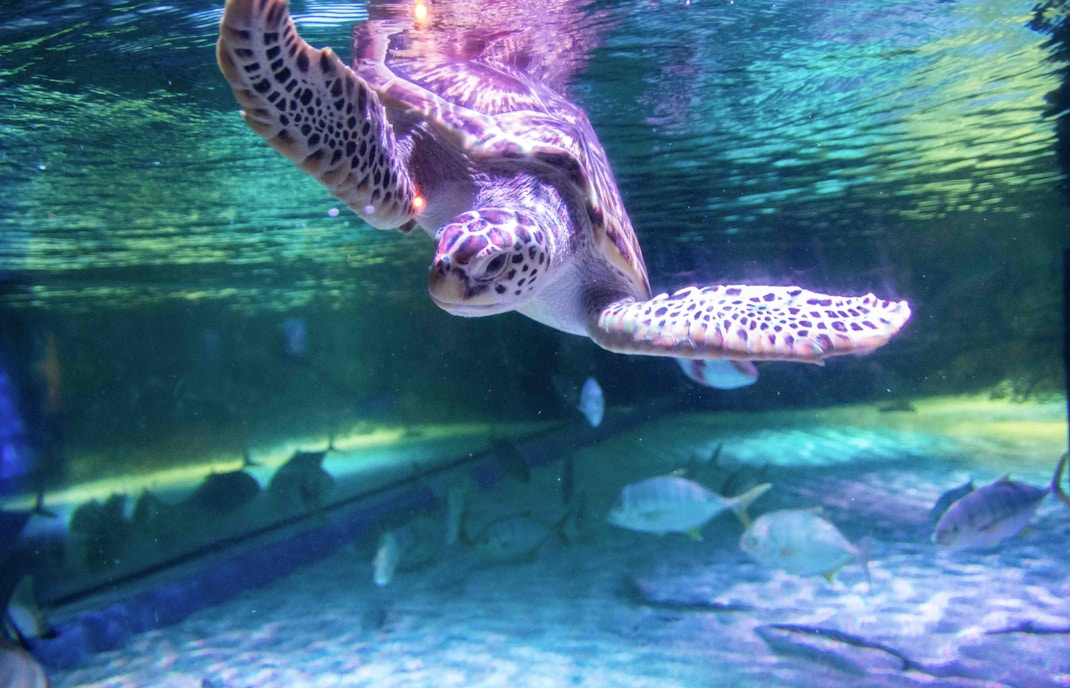 Safari World Bangkok tours