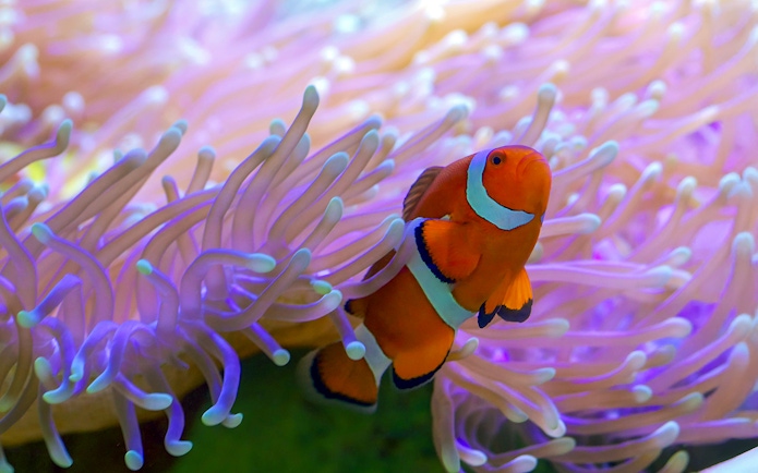 Clown fish swimming among sea anemones at SEA LIFE London.