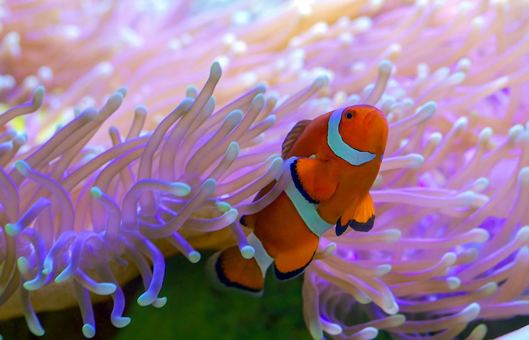 Clownfish swimming among anemones at SEA LIFE London Aquarium.