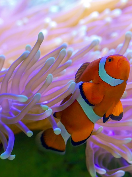Clown fish swimming among sea anemones at SEA LIFE London.
