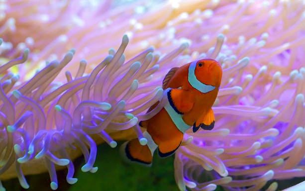 Clown fish swimming among sea anemones at SEA LIFE London.