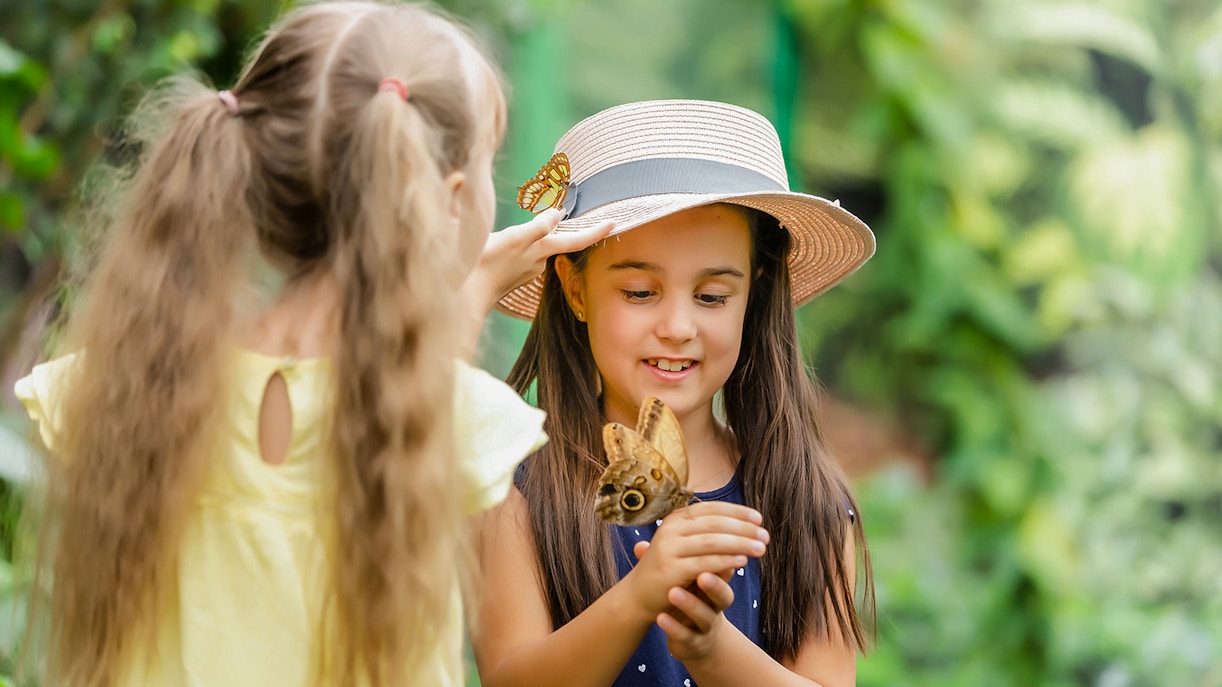 Children interacting with butterflies at Australian Butterfly Sanctuary.