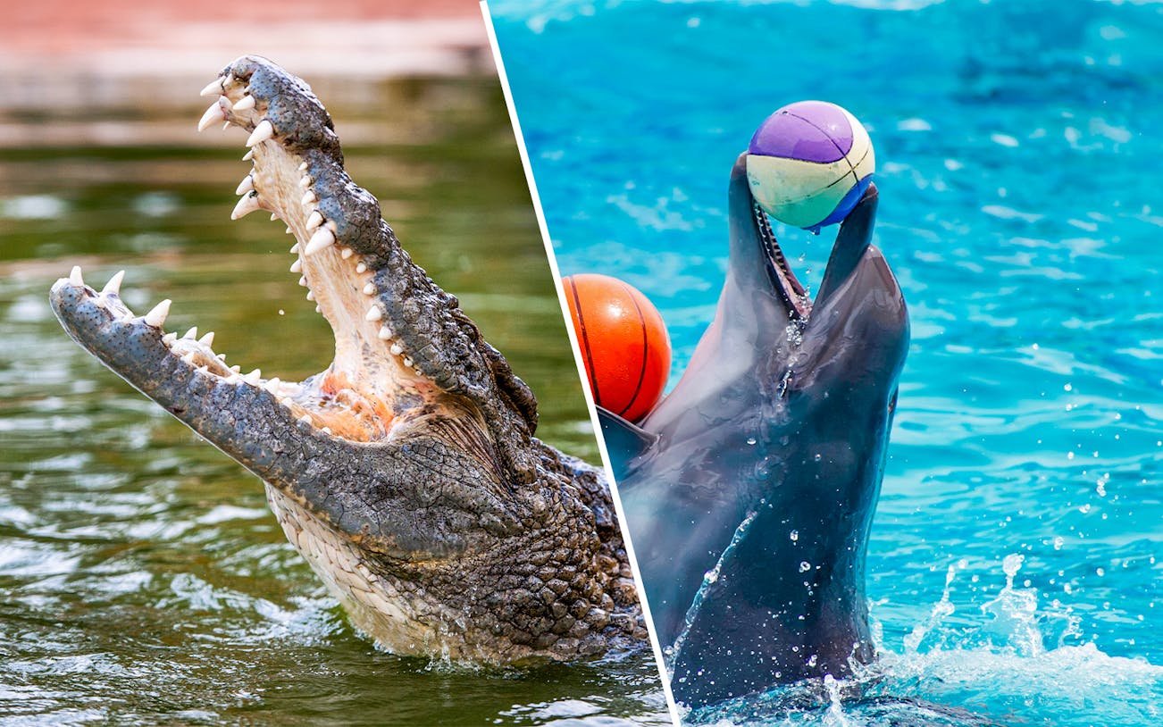 Crocodile with open mouth at Dubai Crocodile Park and dolphin playing with ball at Dubai Dolphinarium.