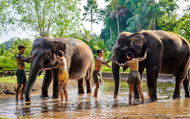 Visitors interacting with elephants during a mud bath at Bali Zoo.