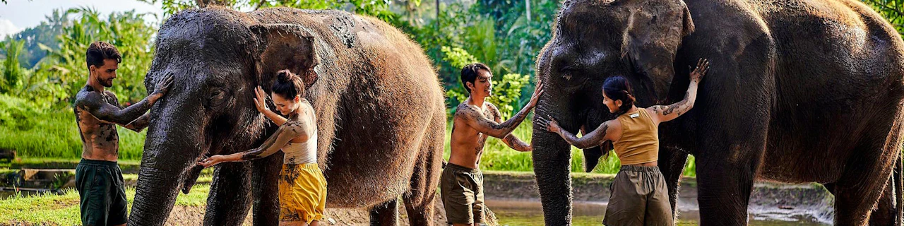 Bali Zoo Tickets with Elephant Feeding & Mud Bath
