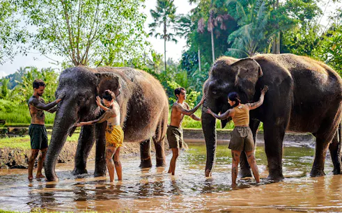Visitors interacting with elephants during a mud bath at Bali Zoo.