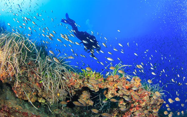 Diver exploring vibrant coral reef with fish in Bosa Sea.