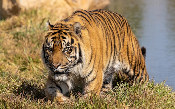 Tiger walking through grass at WILD LIFE Sydney Zoo.