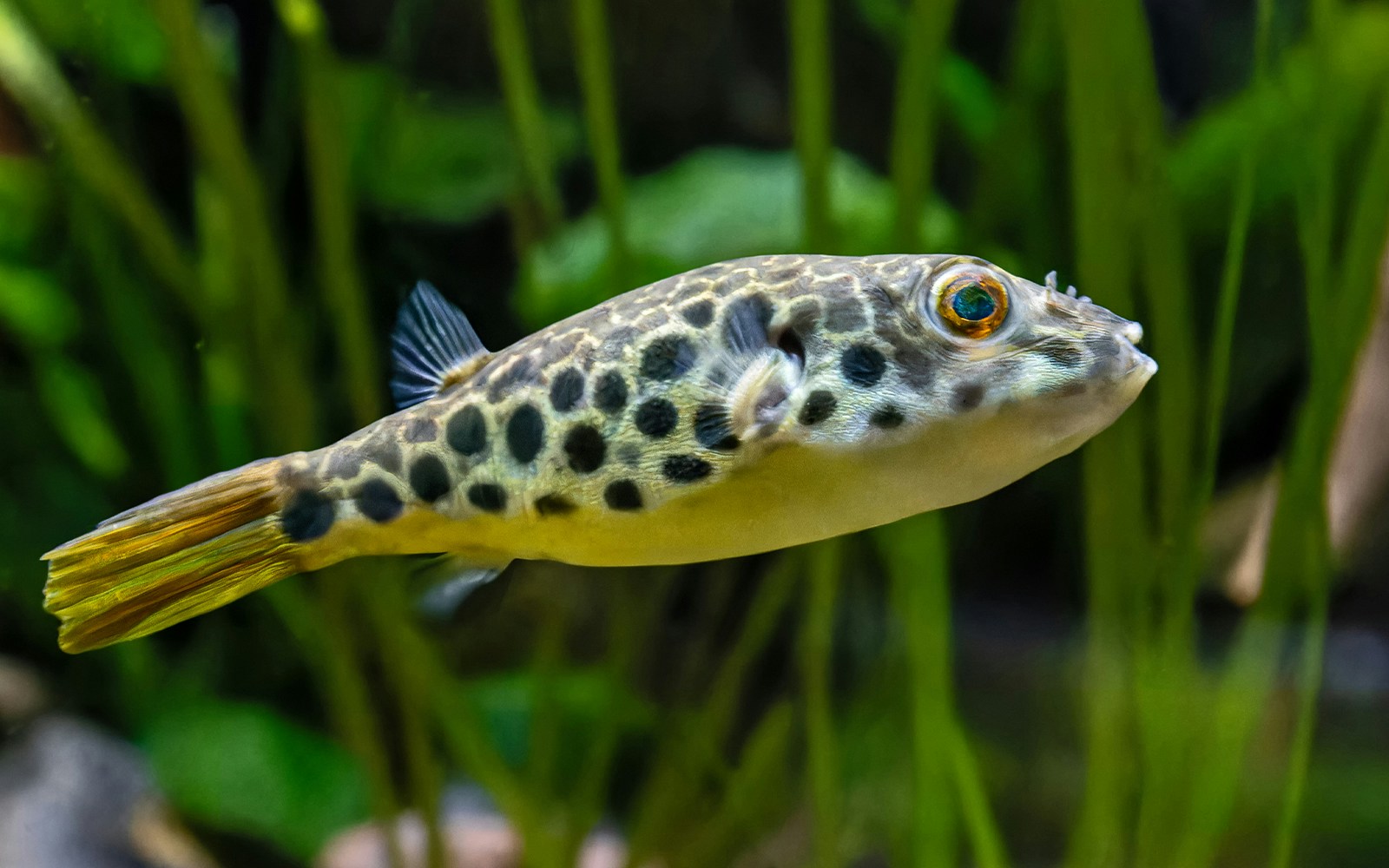 Pufferfish