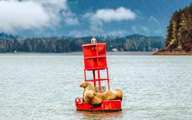 Sea lions resting on a red buoy in the waters near Juneau.